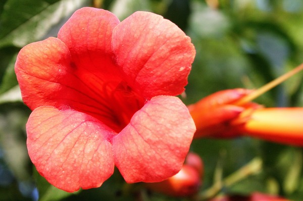 Trumpet Vine Flower and Buds