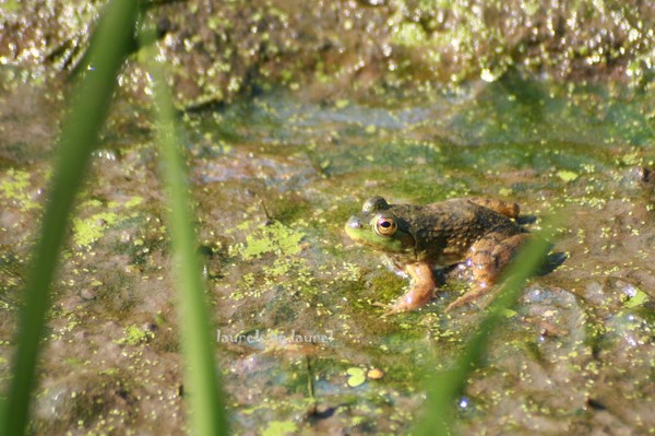 Froggie Sittin' on the Mud Flat