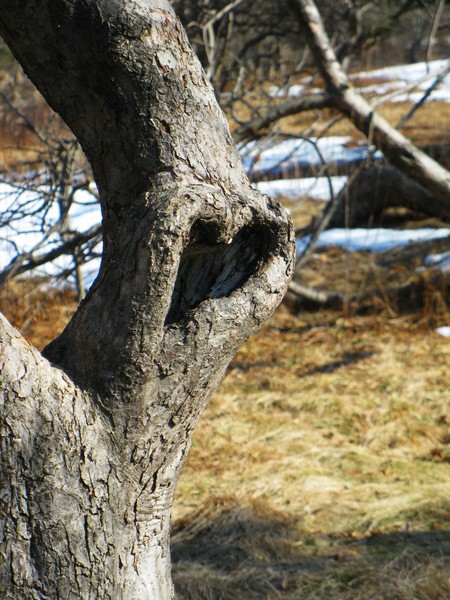 Tree Heart