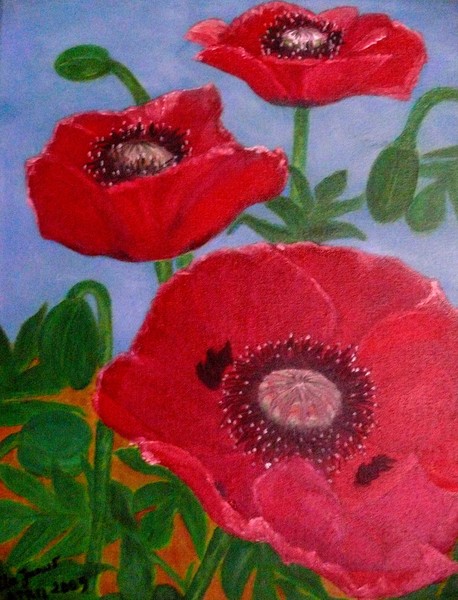 Poppy flowers from my garden