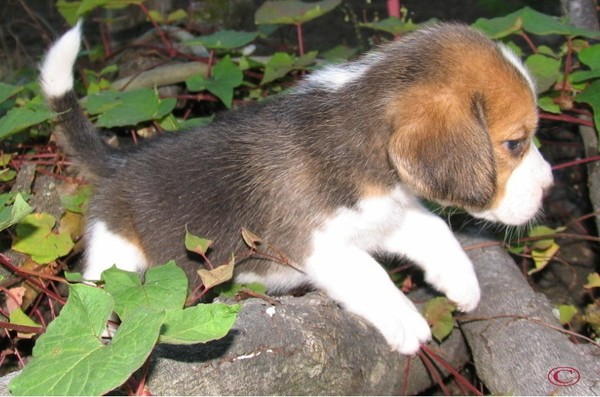 Chiot Beagle de Montagne-Therrien