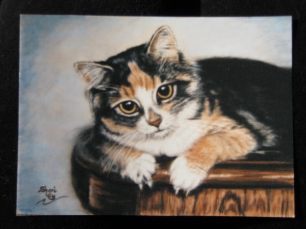 tabby on a table
