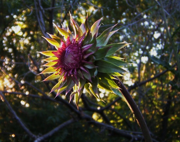 spider's bloom