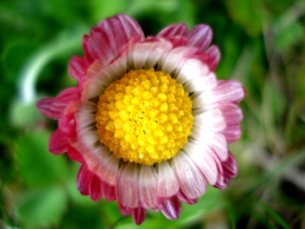 Margarite