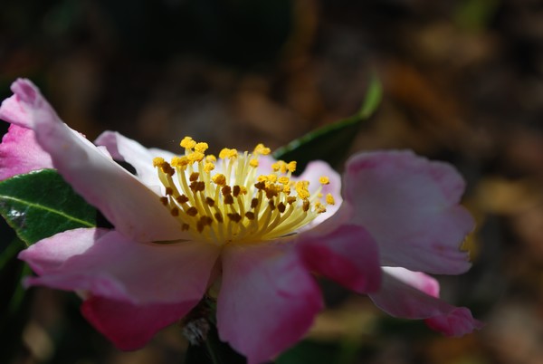 A single Camelia