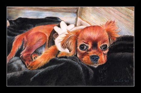 nc art orig cp ruby king charles spaniel puppy