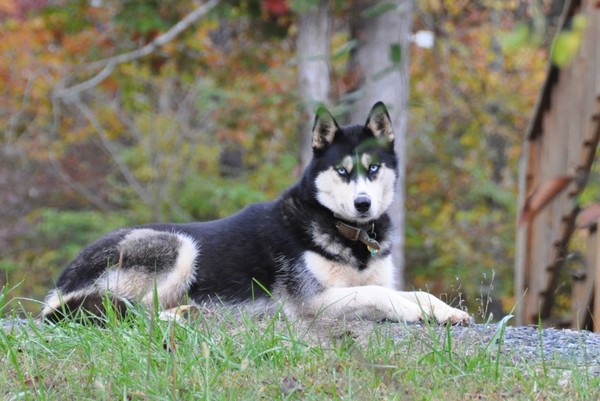 Sierra, neighbors dog