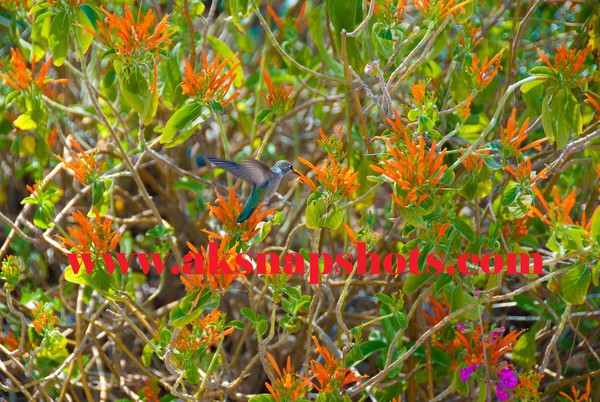 humming bird