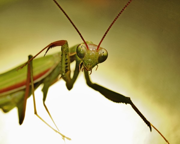 Green Mantis