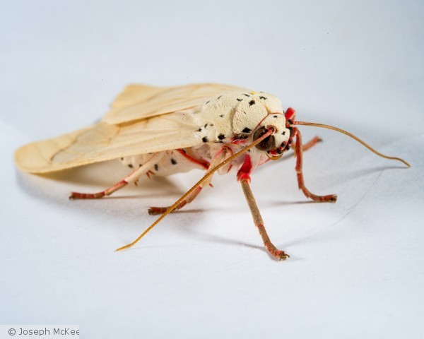 White Moth Red Legs