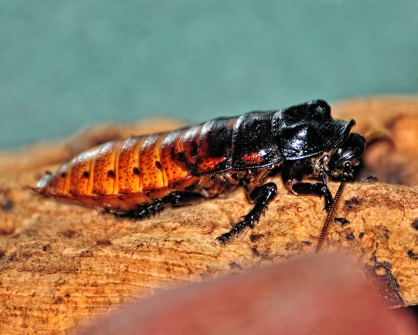 Bug in my Kitchen...