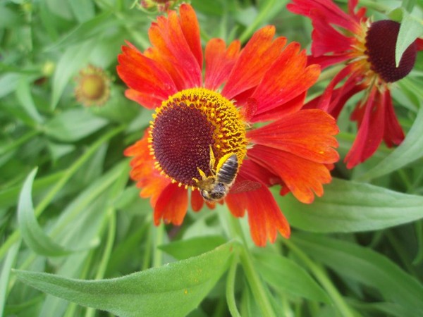 Botanic Gardens - Bee