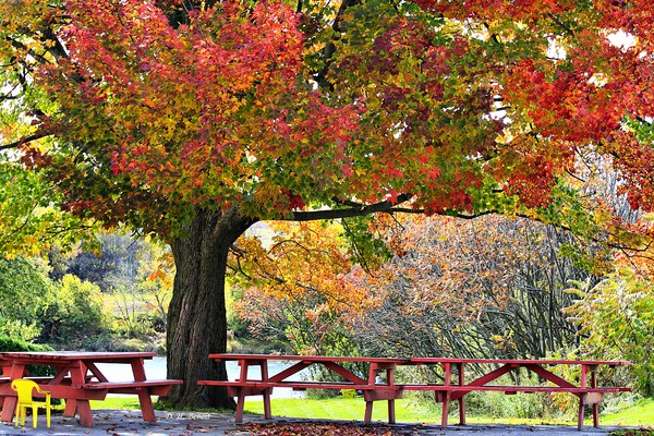 Autumn By The River