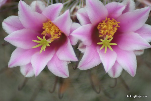 just two pink