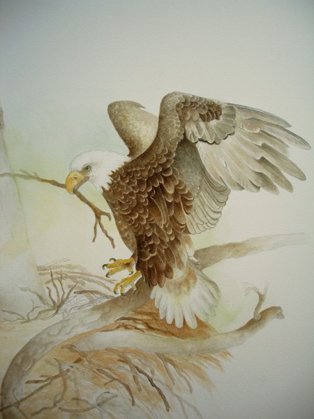 Family Affair-Bald Eagle Pt.1/2