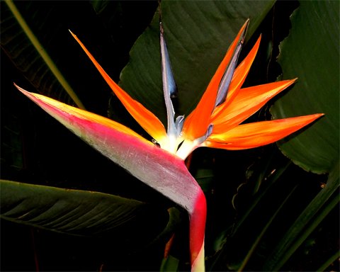 Bird of Paradise