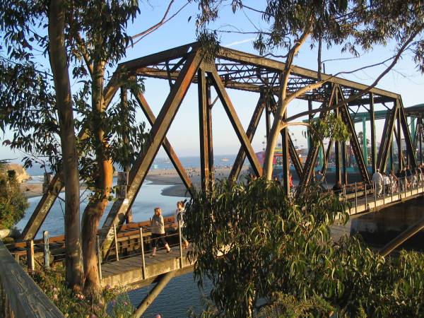 bridge amidst the trees