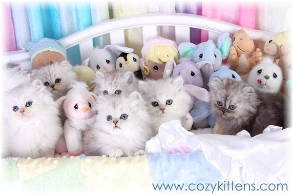 Cozy Kittens & Sue Johnson - www.cozykittens.com