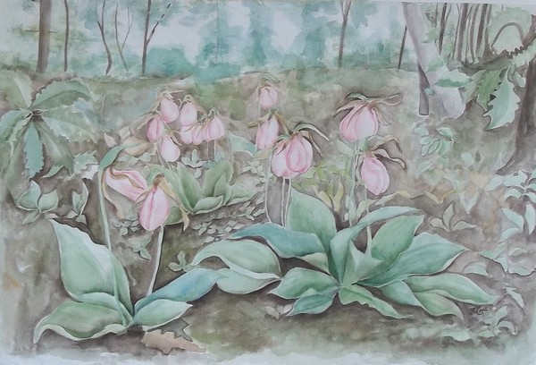 Lady's slippers