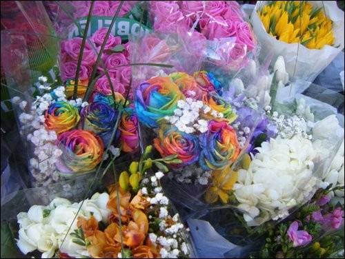 Rainbow Roses