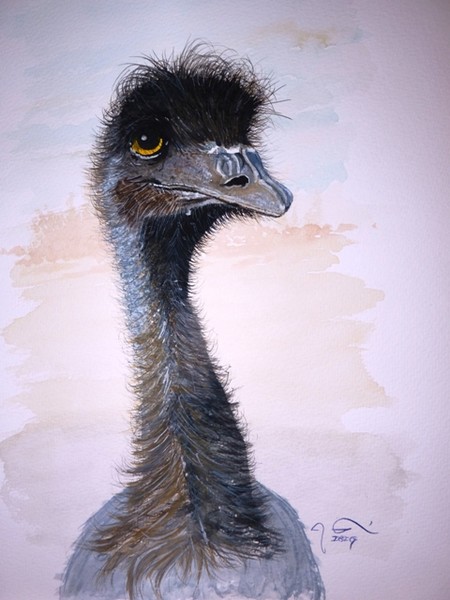 Australian Emu II