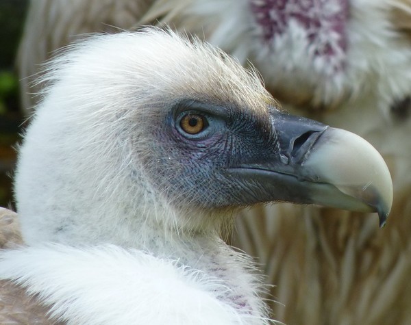 Vulture