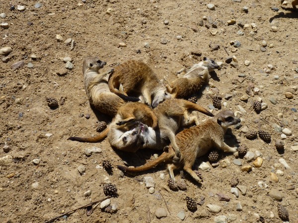 Meercat Salad
