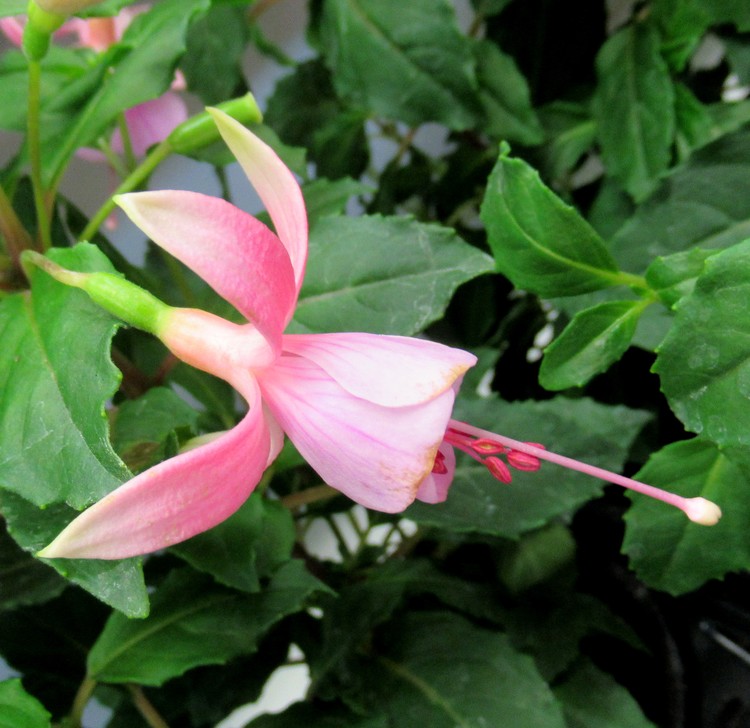 FUCHSIA