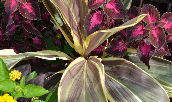 Very Variegated