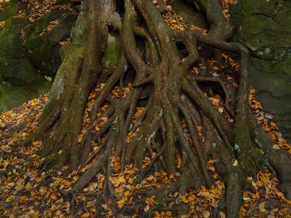 Roots