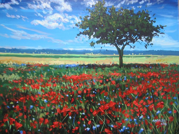 Fields of Poppies
