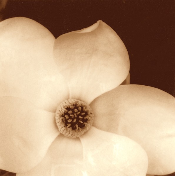 Magnolia
agnolia