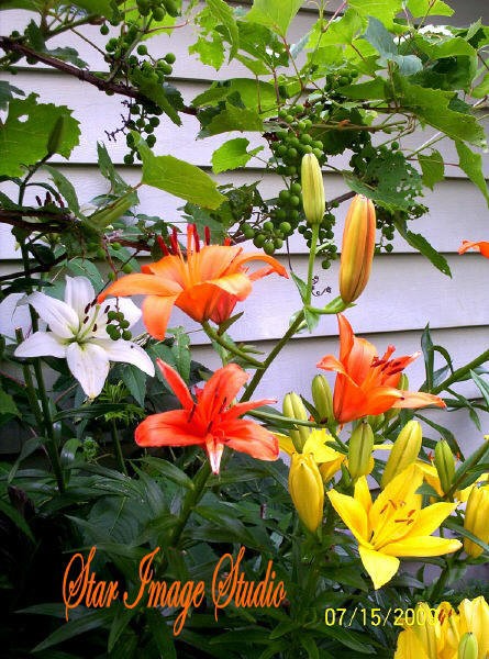 ASIATIC LILLIES & ITALIAN GRAPES