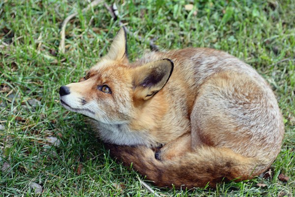 Fox