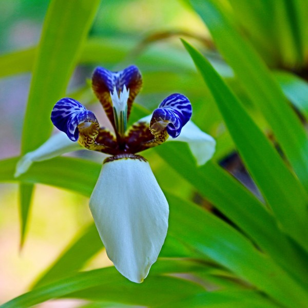 Little Purple Flower