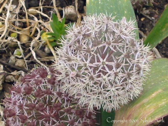 Mauve Spiky Balls