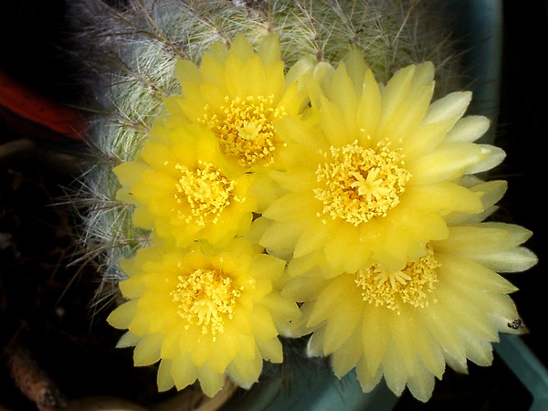 Prolific cactus
