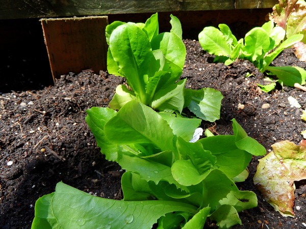 Garden Lettuce