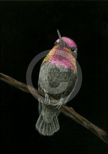 Anna's Hummingbird
