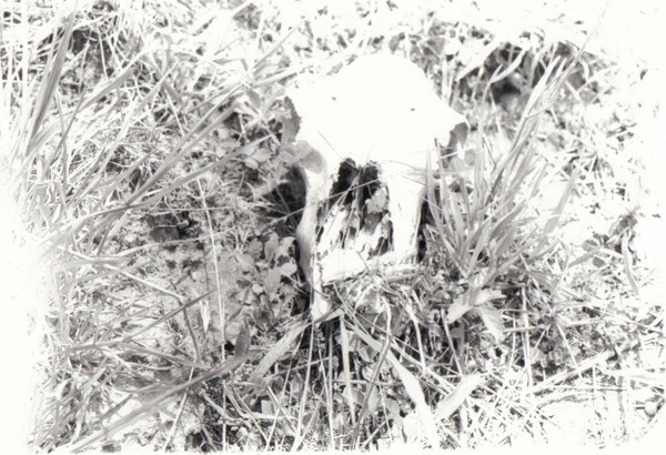 the skull 