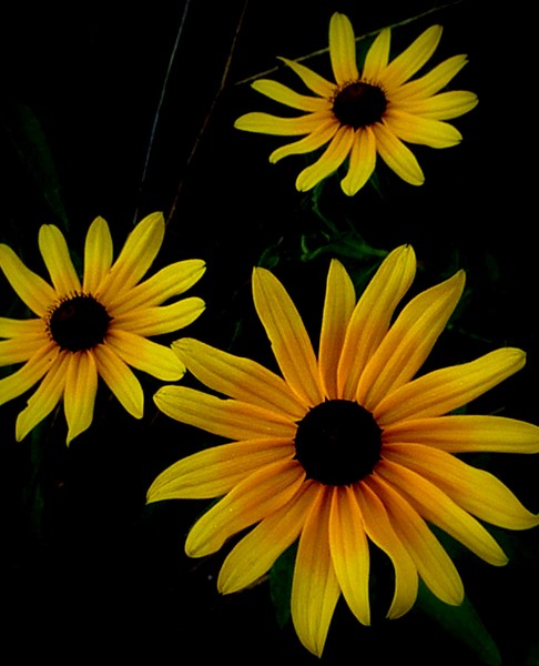Brown Eyed Susans In Black