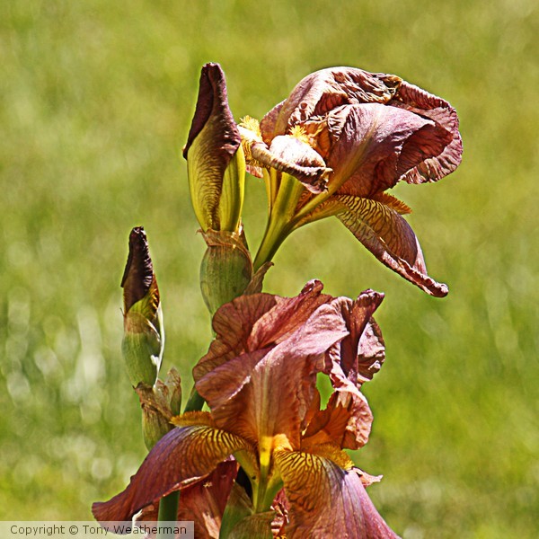 Another Iris, ne1112