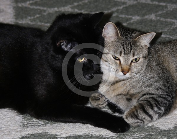 Brother and Sister, ne1171