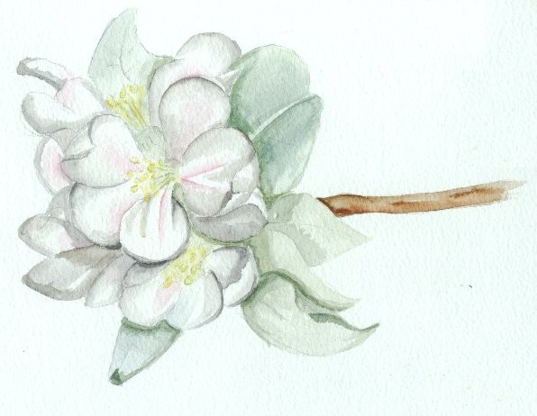 Apple Blossom