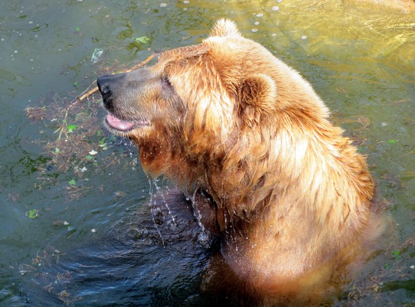 Happy Bear!