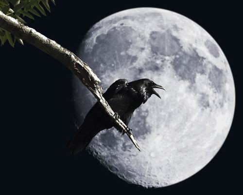 Raven Barking At The Moon