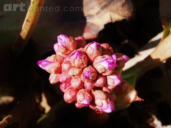 BLOOMING READY