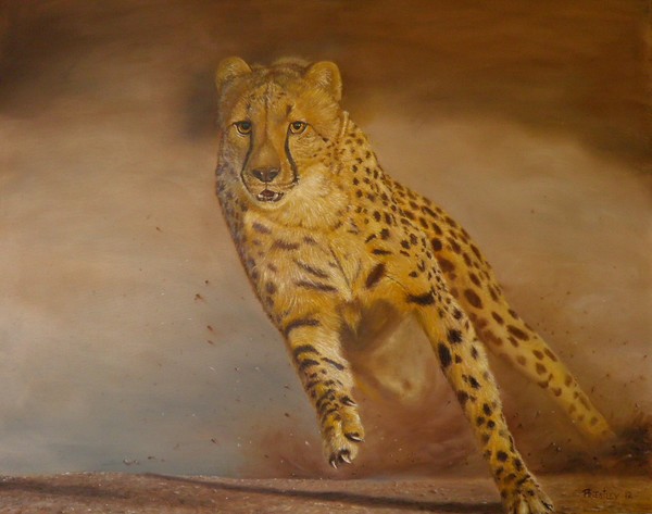 Cheetah