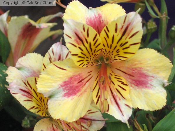 Drawf Peruvian Princess Lily (Alstromeria)