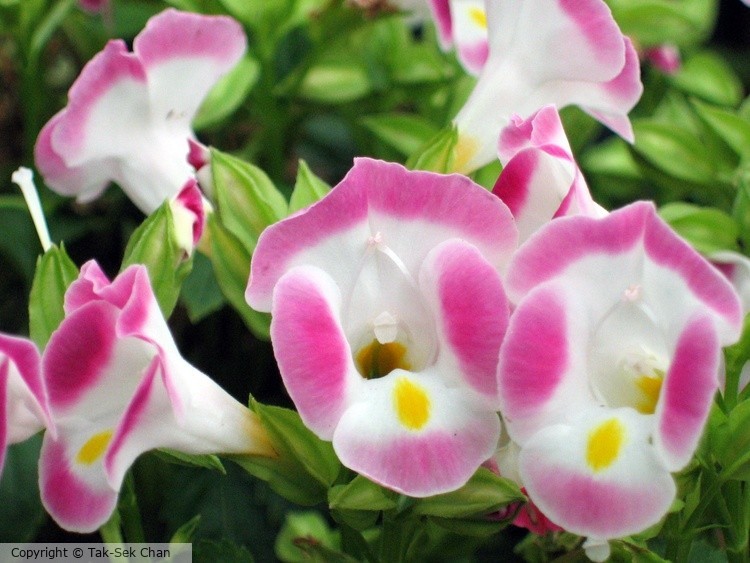 Wishbone Flower (Torenia fournieri) 06-11-2006
